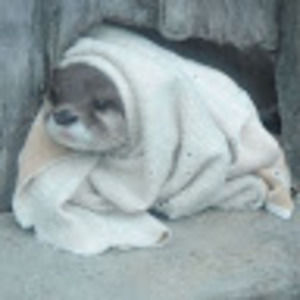 Meet your Posher, Mia